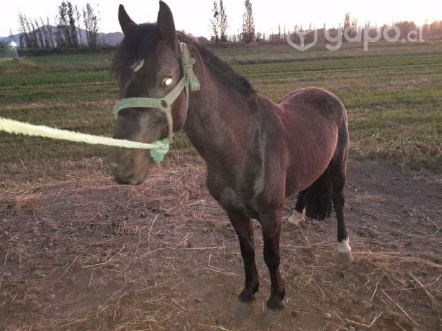 Caballo - Imagen 2