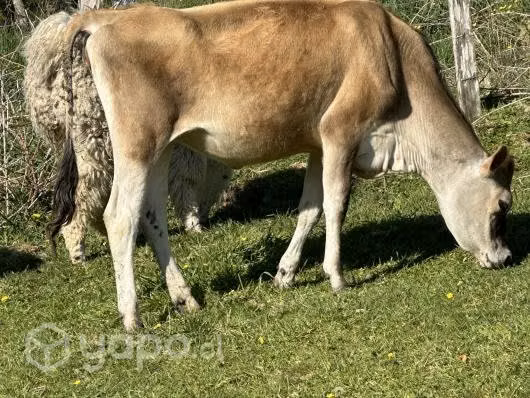 2 vaquillas jersey - Imagen 2