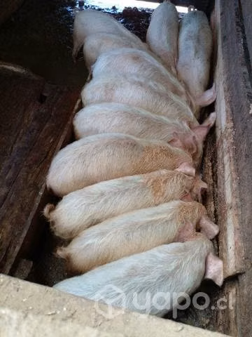 Lote de cerdos maltones - Imagen 2