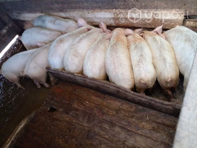 Lote de cerdos maltones