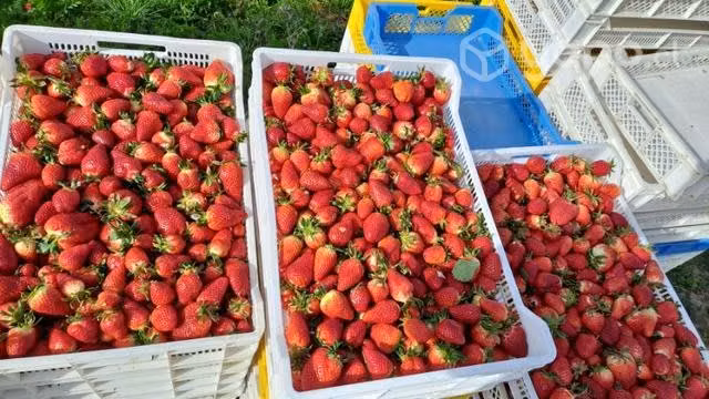 Frutillas solo por mayor