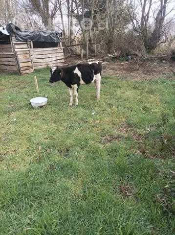 Torito nuevo.sano.permuto.por potrillo nuevo