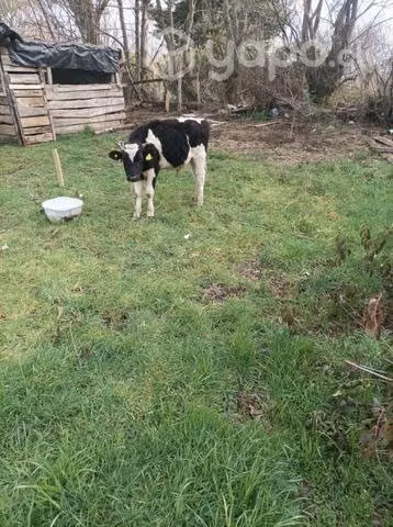 Torito nuevo.sano.permuto.por potrillo nuevo