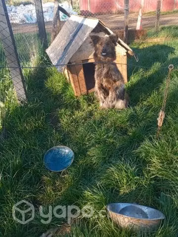 Perrita en adopción
