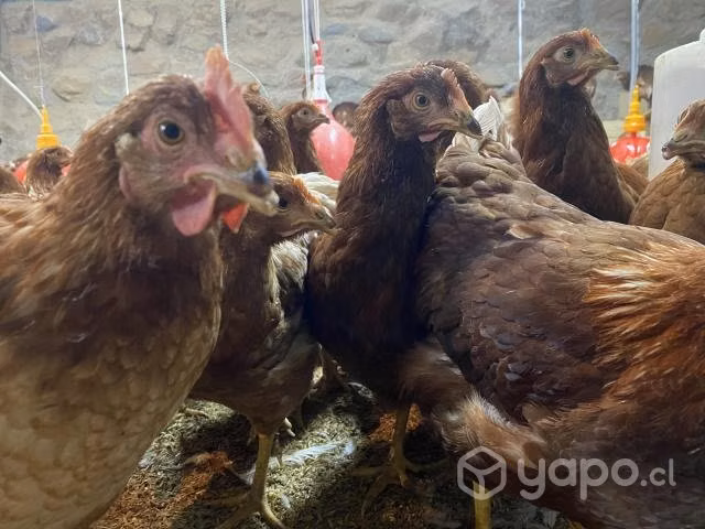 Gallinas Ponedoras lohmann brown