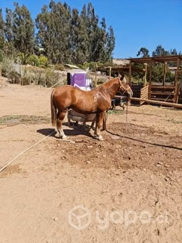 caballo, o permuta - Imagen 2
