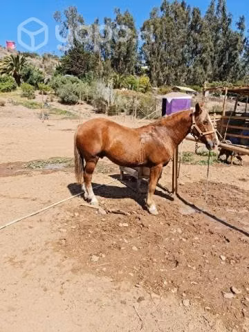 caballo, o permuta - Imagen 3