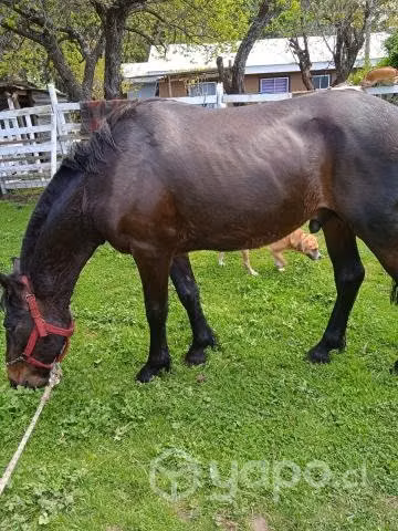 Potrito nuevo mestiso pelche con chileno de 3 años