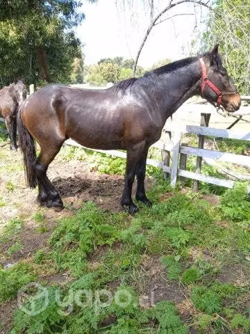Potrito nuevo mestiso pelche con chileno de 3 años