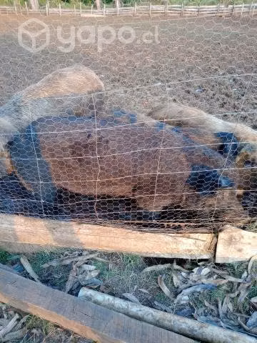 Cerdo para reproductor y chancha parida