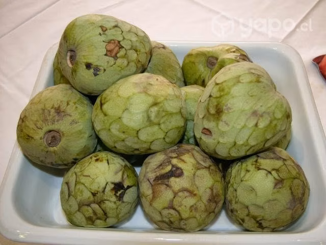 Chirimoya