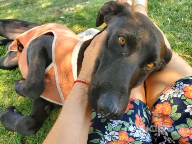 URY BUSCA HOGAR ADOPTIVO , Bello mestizo de 2 años