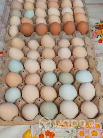 Caseros natural de campo