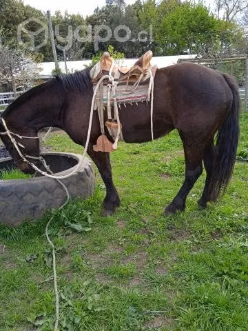 Yegua nueva de 3 años mestisa fino con chileno