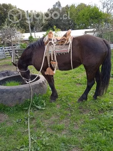 Yegua nueva de 3 años mestisa fino con chileno