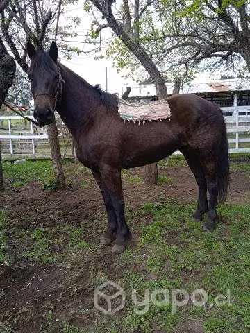 Yegua nueva de 3 años mestisa fino con chileno