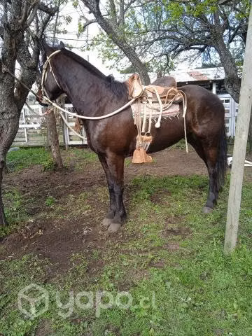 Yegua nueva de 3 años mestisa fino con chileno