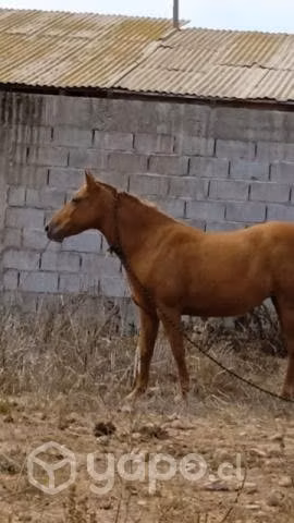 Hermosa yegua - Imagen 3