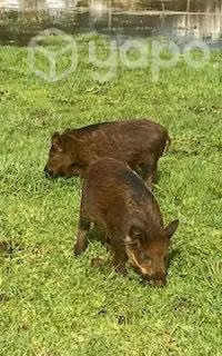 Jabalí