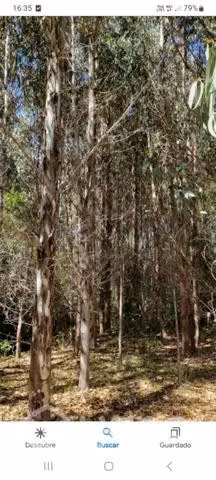 Busco bosque de pino y eucaliptos