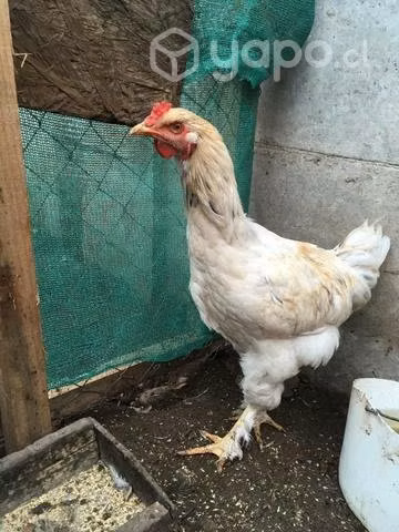 Pollones y gallos - Imagen 2
