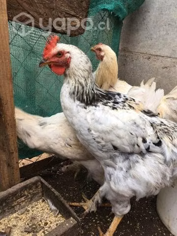 Pollones y gallos