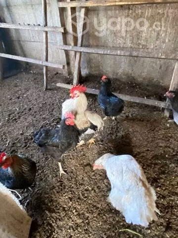 Pollones y gallos - Imagen 6