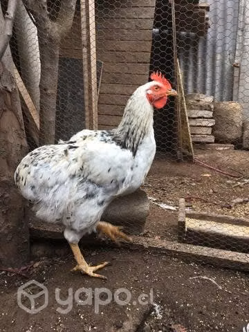 Pollones y gallos - Imagen 4
