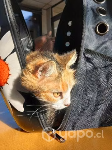 Gatita carey busca hogar definitivo