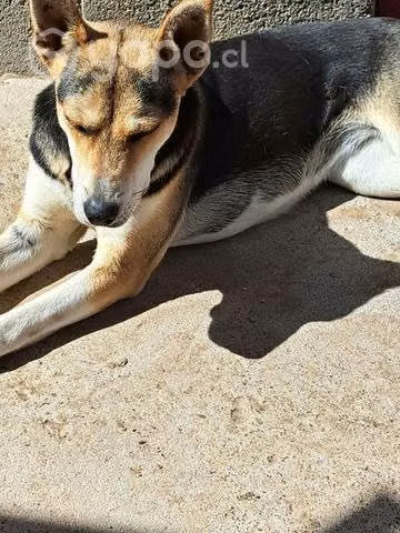 Adopción perrita 7 meses esterilizada - Imagen 2