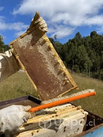 Cera de abejas estampada - Imagen 2
