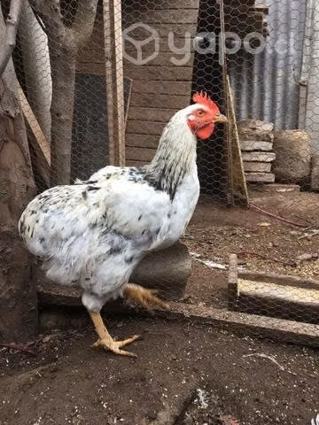 Pollones y gallos