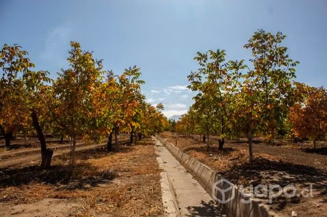 SE VENDE LOTEO de campo en PUTAENDO
