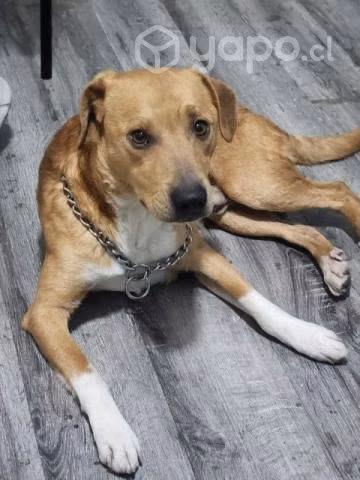 Perrito en Adopción - Imagen 3
