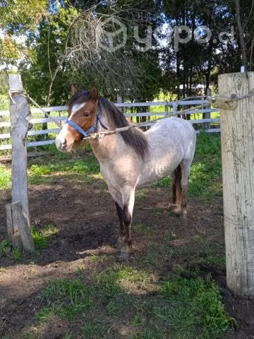 Potrito pony nuevo de 2 años 2 meses