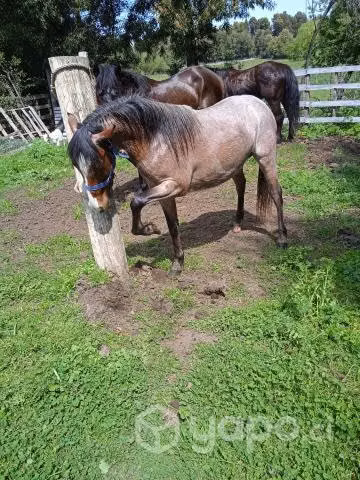 Potrito pony nuevo de 2 años 2 meses