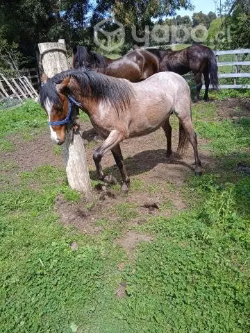 Potrito pony nuevo de 2 años 2 meses