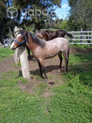 Potrito pony nuevo de 2 años 2 meses