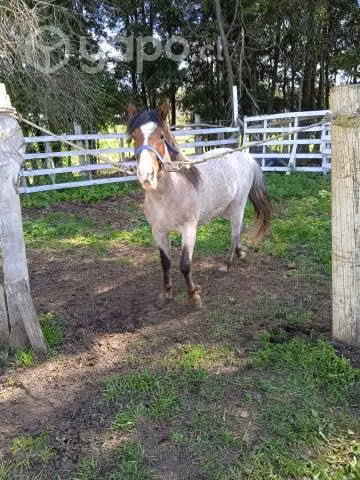 Potrito pony nuevo de 2 años 2 meses