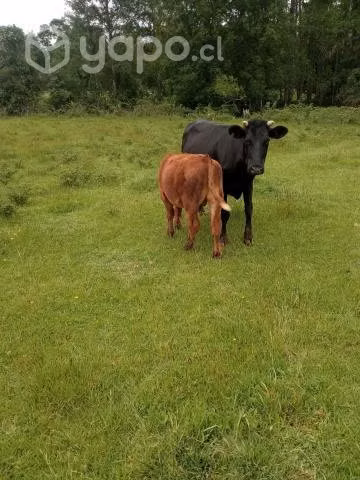 Animales vacunos