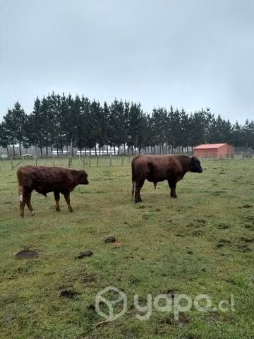 toros machos grande - Imagen 3