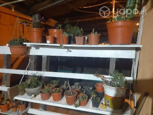 Cactus y suculentas