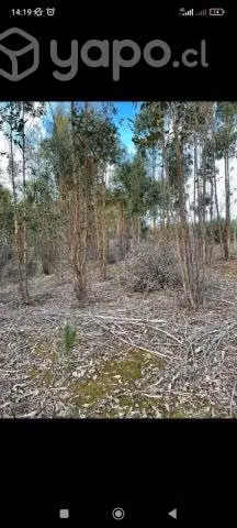 Parcelas de 5000 mts2