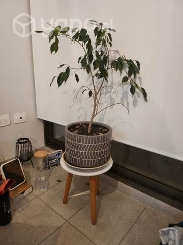 Planta macetero cerámica con plato