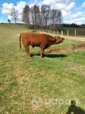 Toro