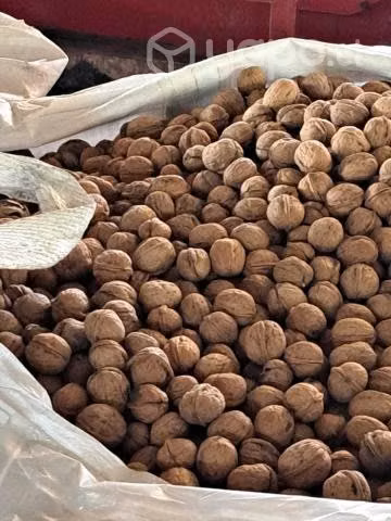 Nueces con cáscara variedad Vina
