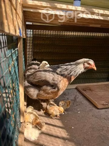 Gallina brahma con pollos brahmas