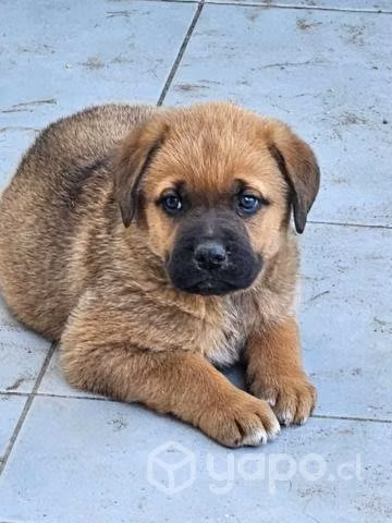Regalo cachorras