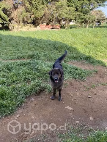 Regalo perro