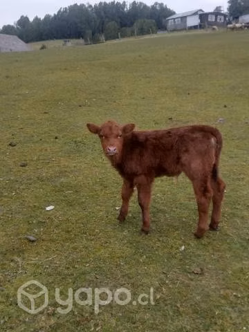 Ternero